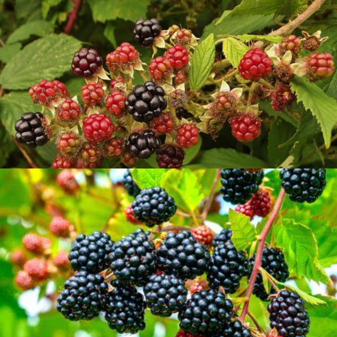left image